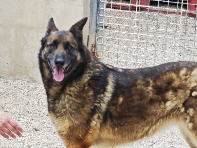 LOBA war streunend in der Nähe eines Parkes unterwegs.