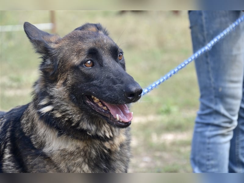 LOBA war streunend in der Nähe eines Parkes unterwegs.