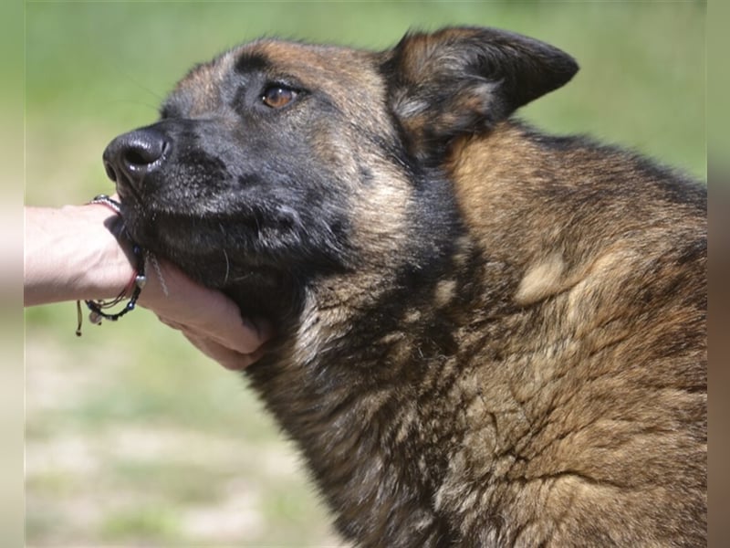 LOBA war streunend in der Nähe eines Parkes unterwegs.