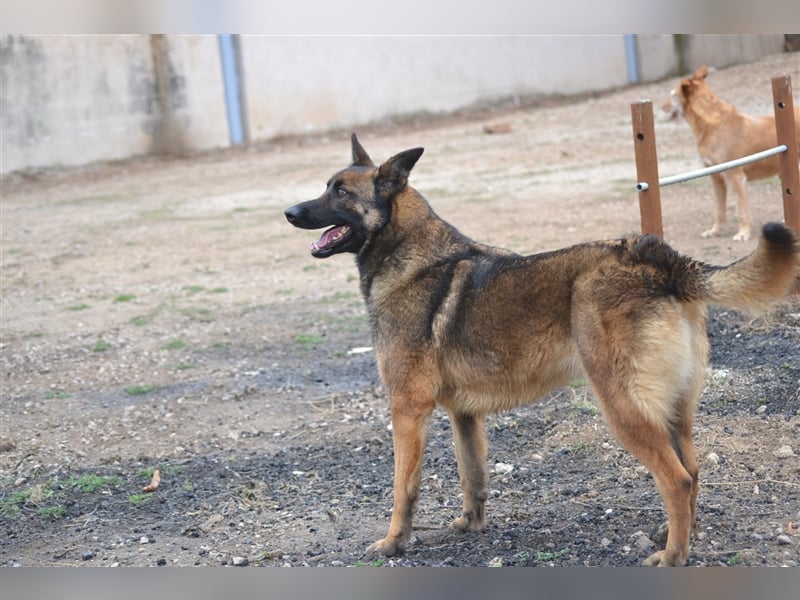 LOBA war streunend in der Nähe eines Parkes unterwegs.
