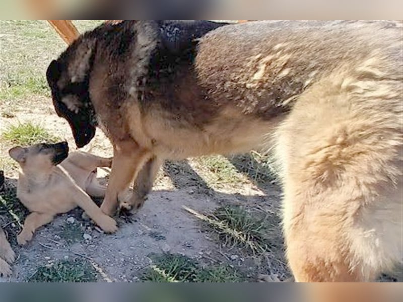 LOBA war streunend in der Nähe eines Parkes unterwegs.
