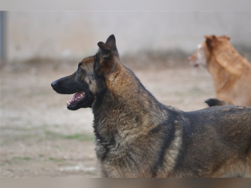 LOBA war streunend in der Nähe eines Parkes unterwegs.