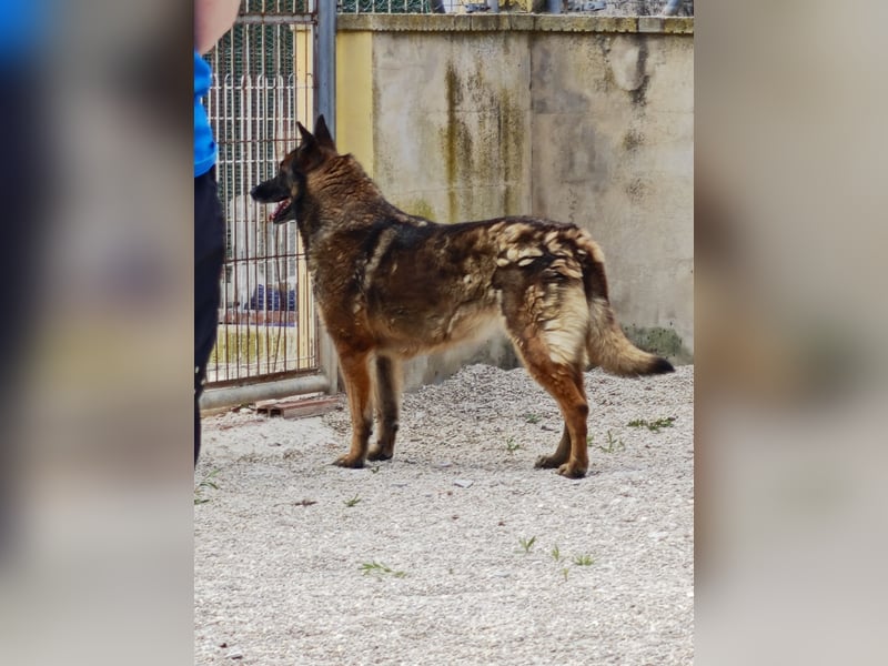 LOBA war streunend in der Nähe eines Parkes unterwegs.