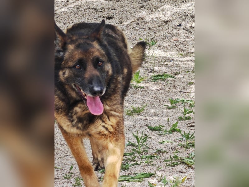 LOBA war streunend in der Nähe eines Parkes unterwegs.