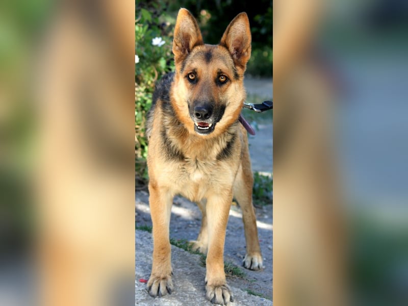 Lucy sucht ihr Für-Immer-Zuhause