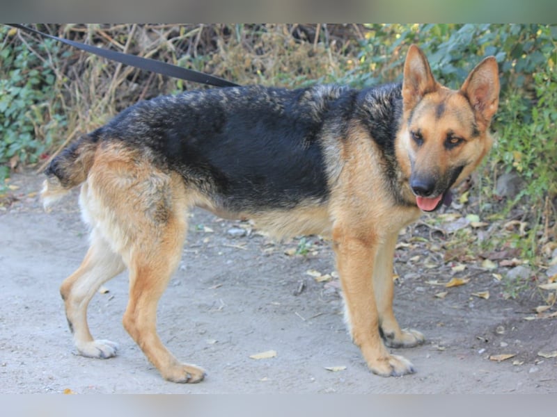 Lucy sucht ihr Für-Immer-Zuhause