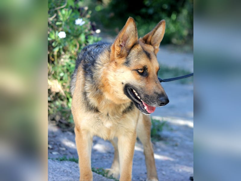Lucy sucht ihr Für-Immer-Zuhause