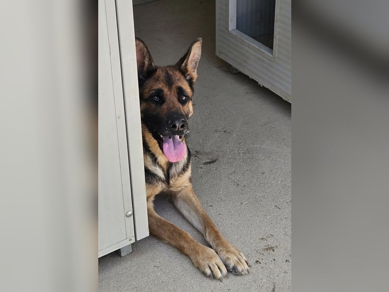 Gina: wo sind die Schäferhund-Fans?