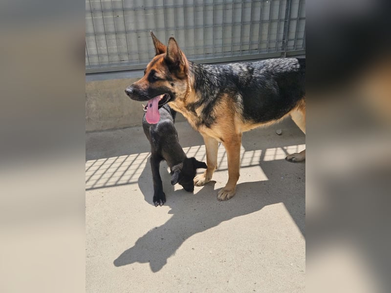Gina: wo sind die Schäferhund-Fans?