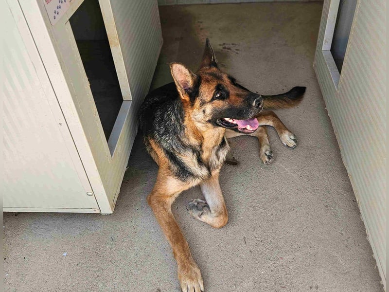Gina: wo sind die Schäferhund-Fans?