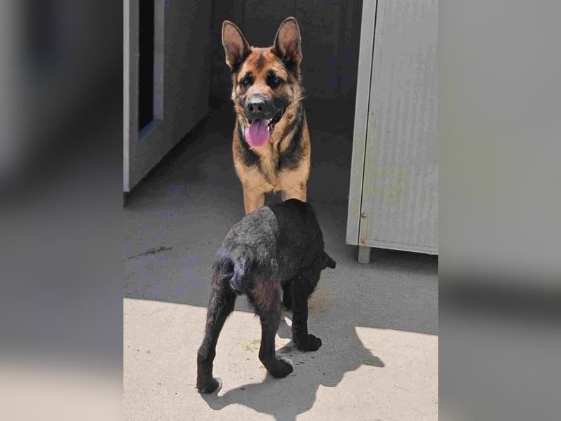 Gina: wo sind die Schäferhund-Fans?