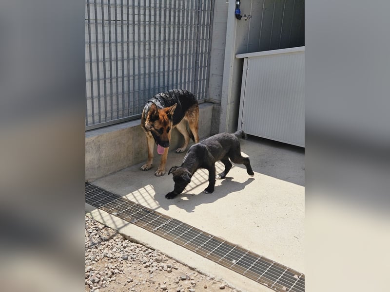 Gina: wo sind die Schäferhund-Fans?
