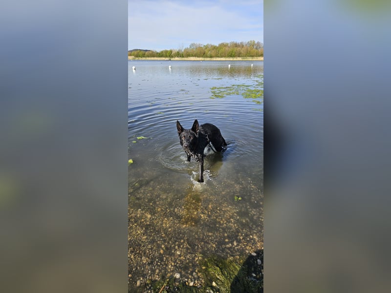 Temperamentvolle Schäferhündin
