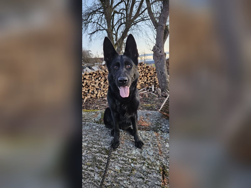 Temperamentvolle Schäferhündin