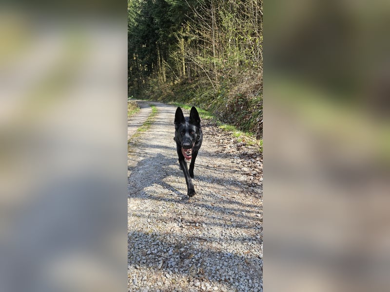 Temperamentvolle Schäferhündin