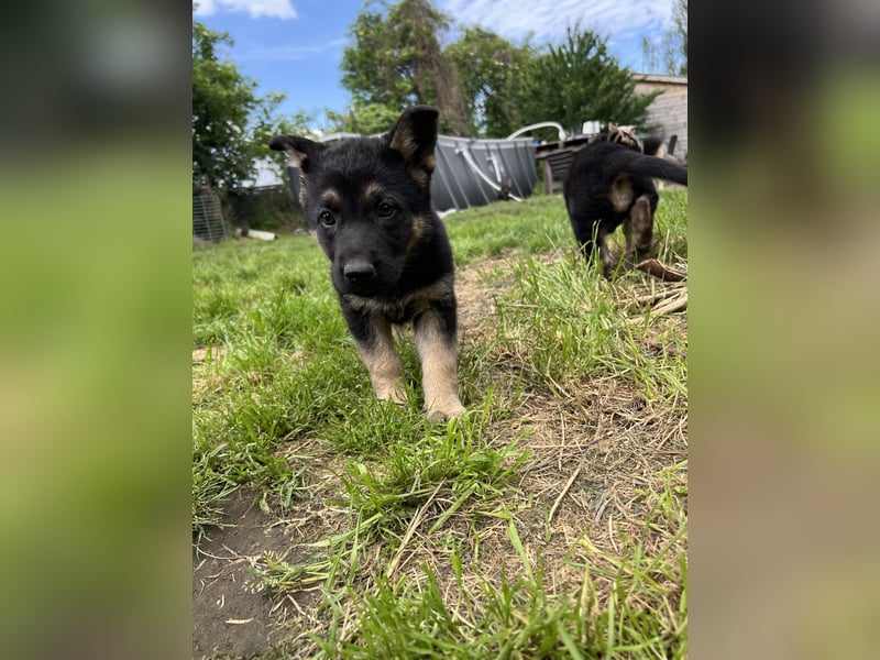 Deutsche Schäferhund Welpen