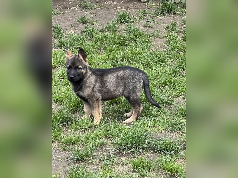 Deutsche Schäferhund Welpen