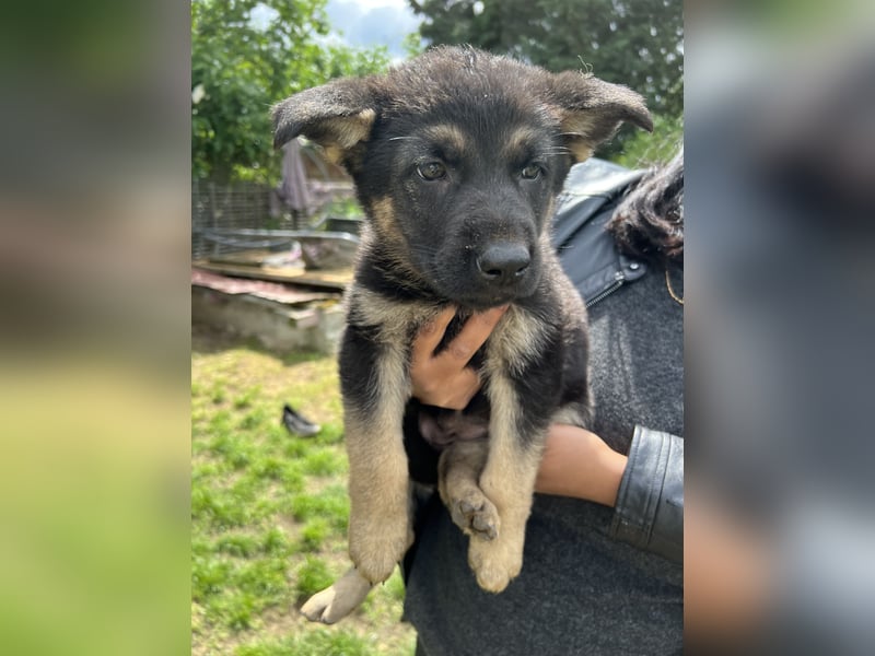 Deutsche Schäferhund Welpen