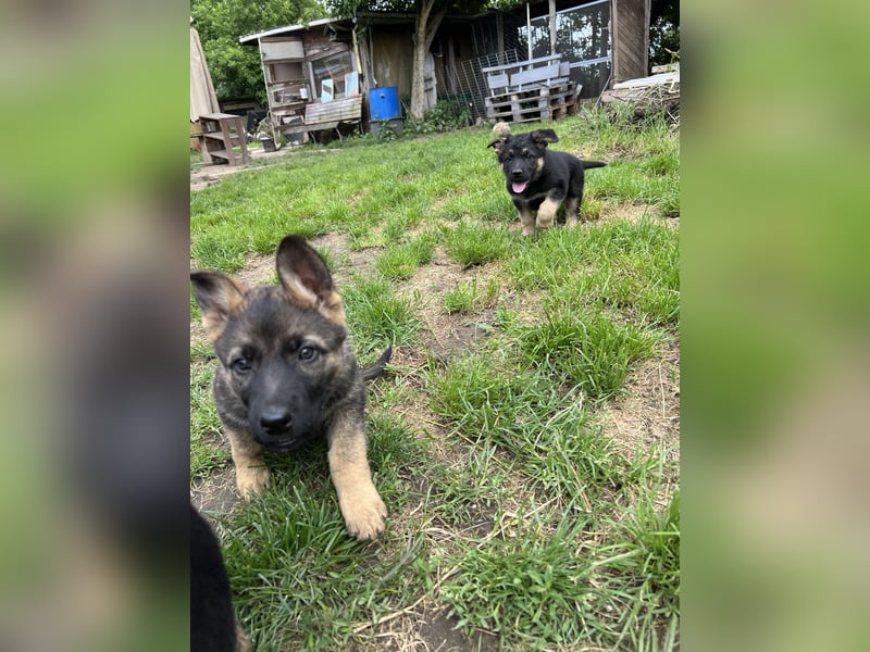 Deutsche Schäferhund Welpen