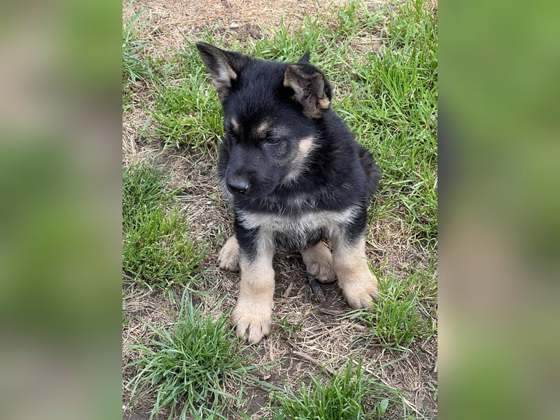 Deutsche Schäferhund Welpen