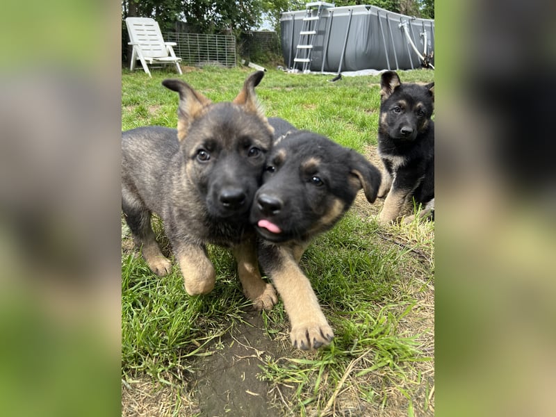 Deutsche Schäferhund Welpen