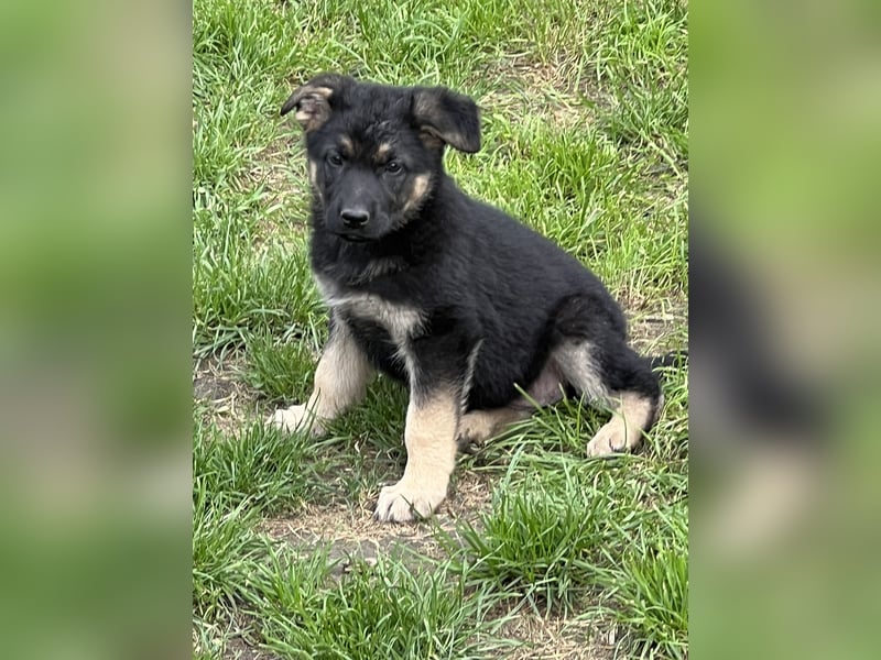 Deutsche Schäferhund Welpen