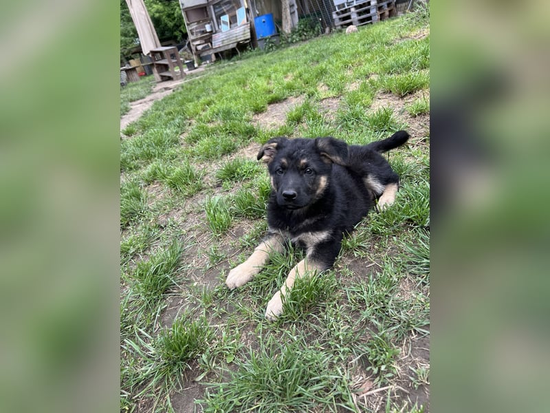 Deutsche Schäferhund Welpen