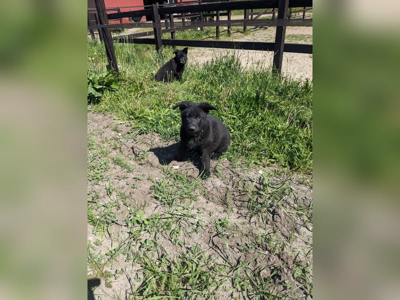 Deutscher schwarzer schäferhund mit Papieren