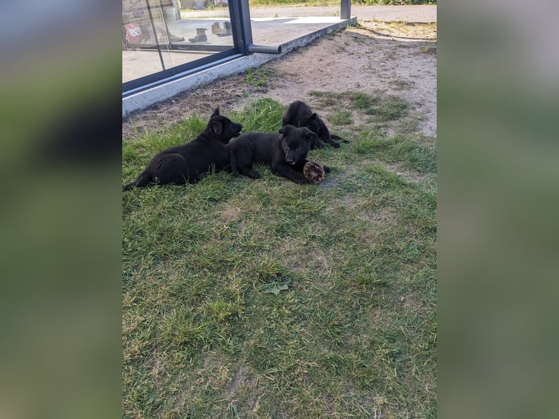 Deutscher schwarzer schäferhund mit Papieren