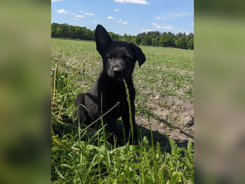 Deutscher schwarzer schäferhund mit Papieren