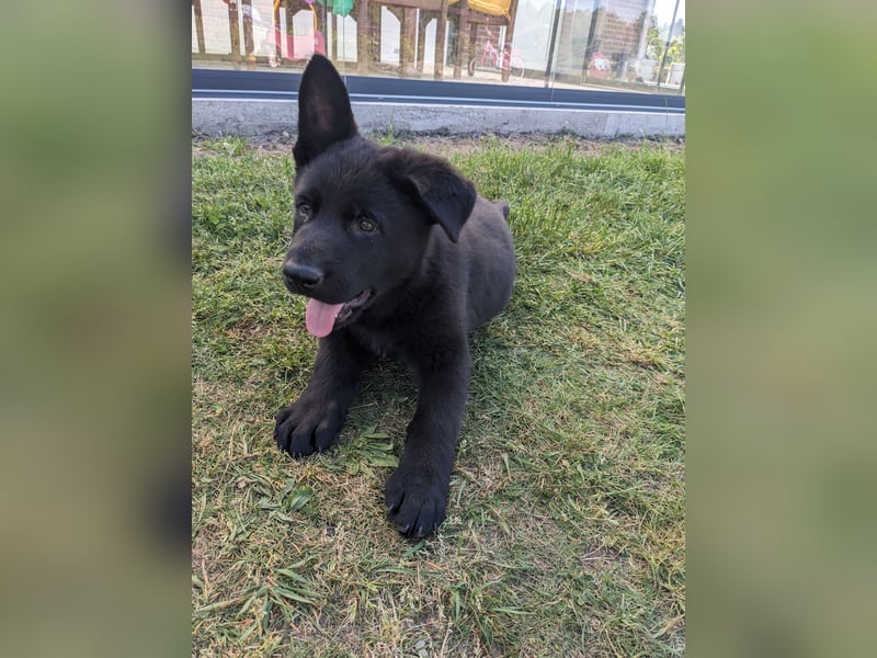 Deutscher schwarzer schäferhund mit Papieren