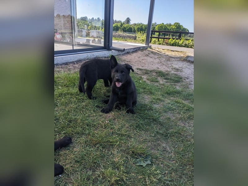 Deutscher schwarzer schäferhund mit Papieren