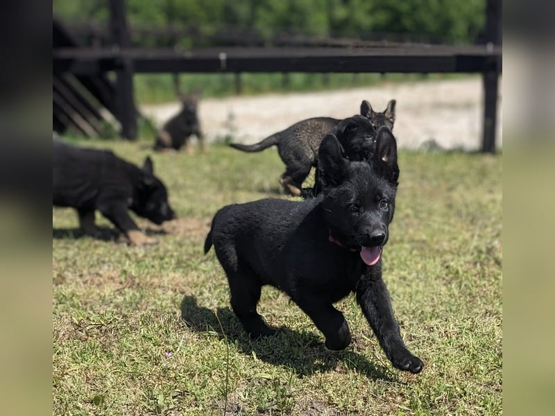 Deutscher schwarzer schäferhund mit Papieren