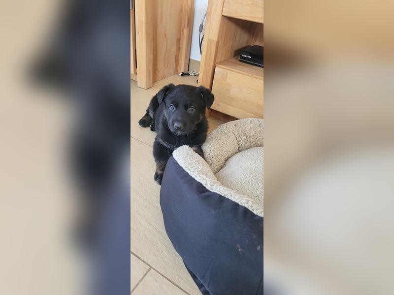 Deutsche Schäferhund Welpen