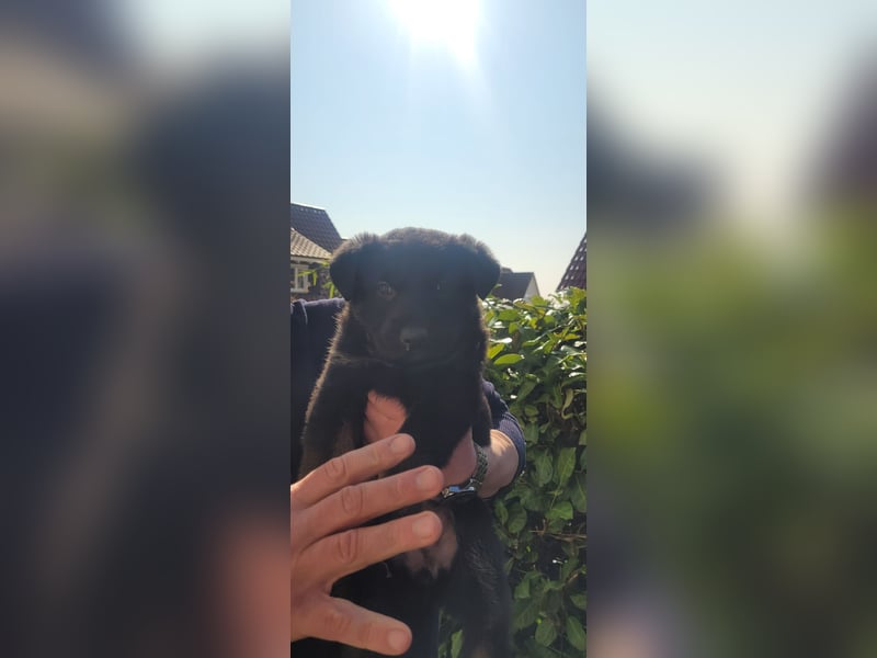 Deutsche Schäferhund Welpen