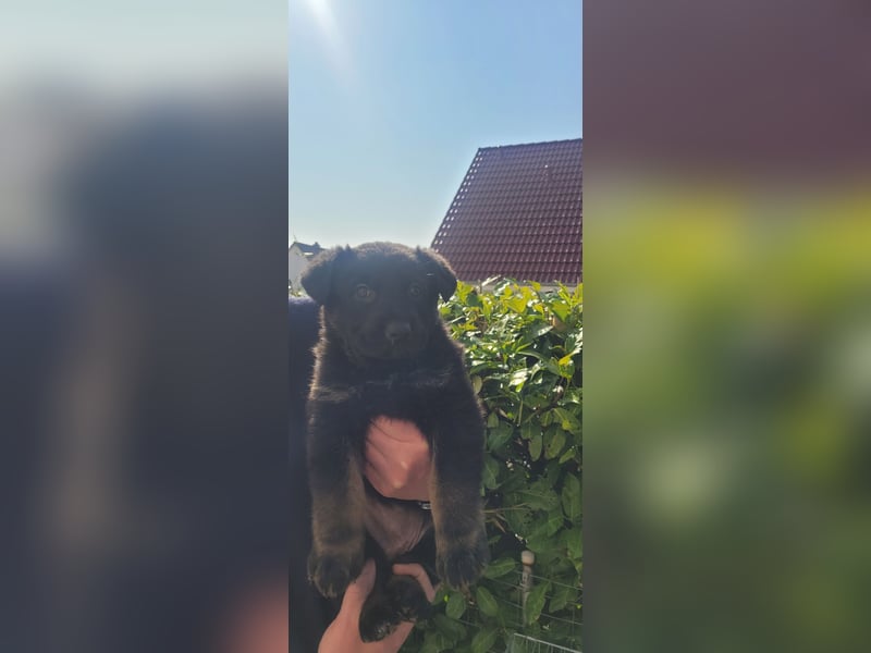 Deutsche Schäferhund Welpen