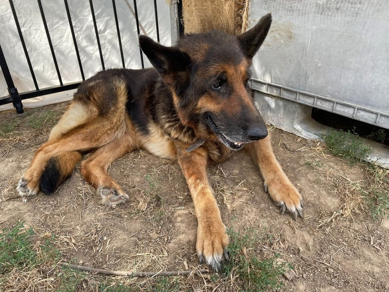 Dolly2, liebevolle Seniorin sucht Gnadenplatz , Notfall