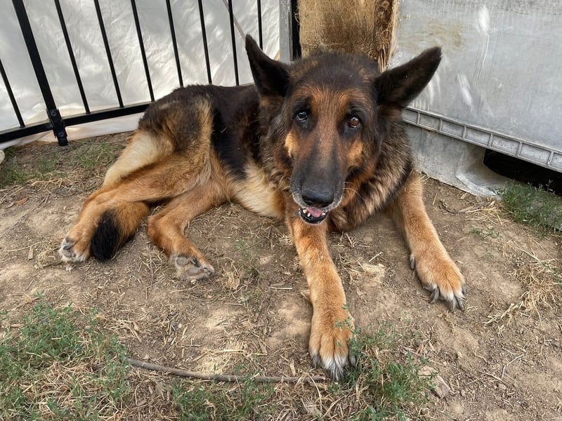 Dolly2, liebevolle Seniorin sucht Gnadenplatz , Notfall