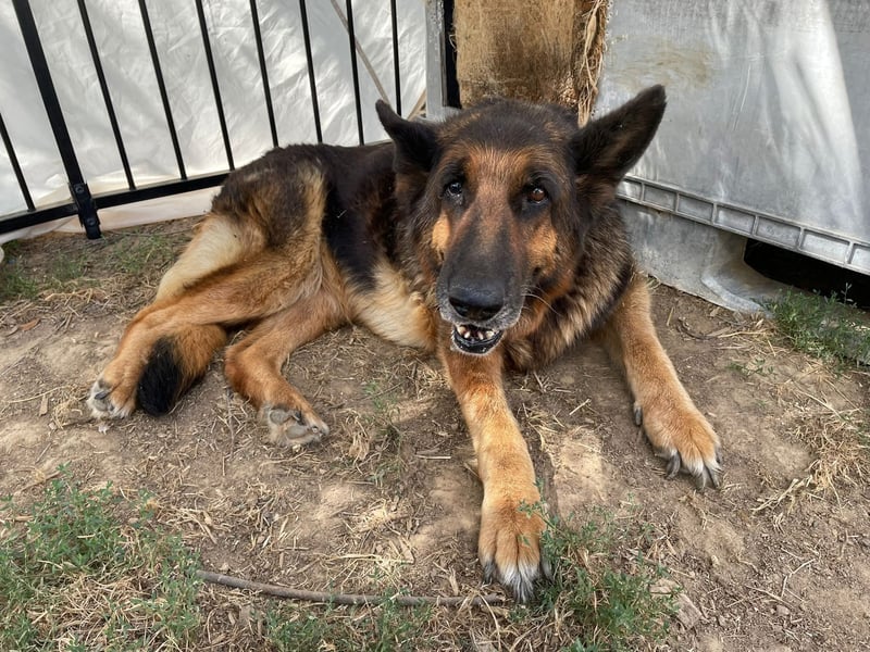Dolly2, liebevolle Seniorin sucht Gnadenplatz , Notfall