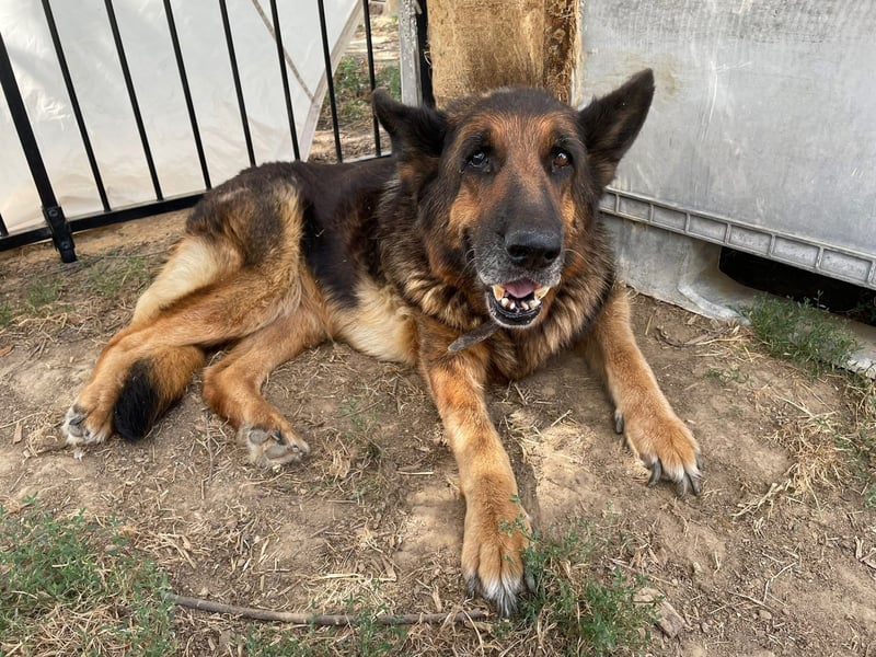 Dolly2, liebevolle Seniorin sucht Gnadenplatz , Notfall