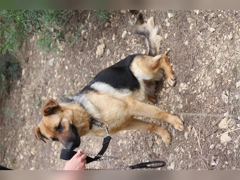 Kyra- verzweifelte Schäferhundmix - Dame