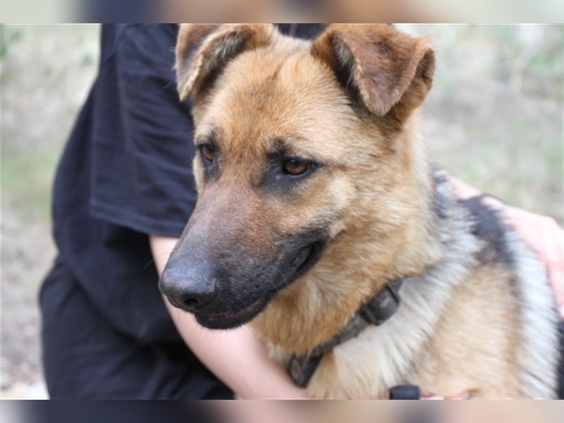 Kyra- verzweifelte Schäferhundmix - Dame