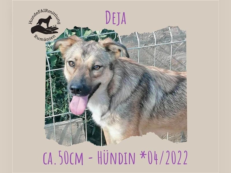 Deja tolle Hündin