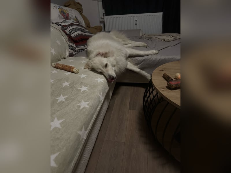 4 Junghunde suchen noch ein liebevolles und schönes Zuhause