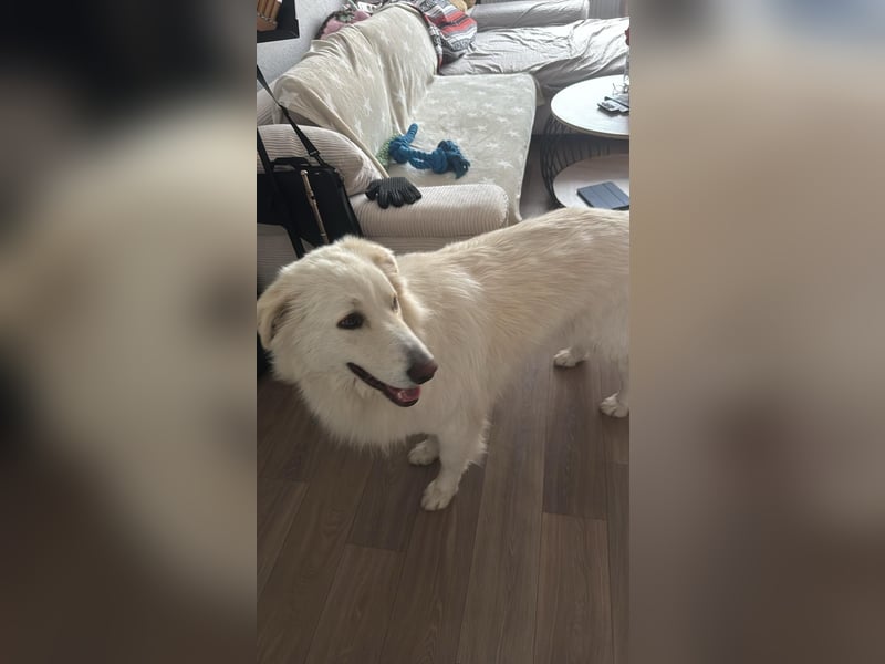 4 Junghunde suchen noch ein liebevolles und schönes Zuhause