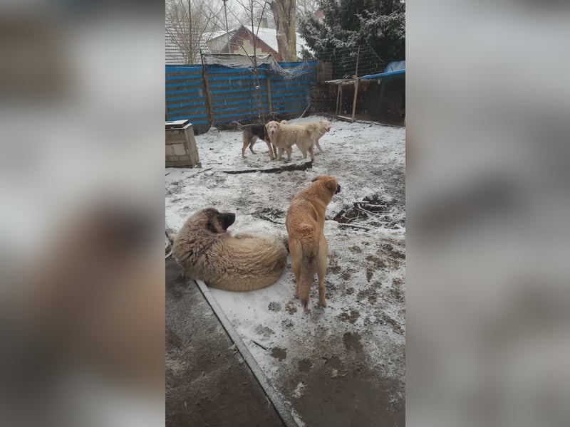 4 Junghunde suchen noch ein liebevolles und schönes Zuhause