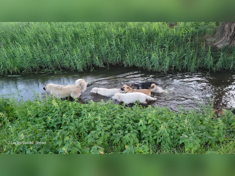 4 Junghunde suchen noch ein liebevolles und schönes Zuhause