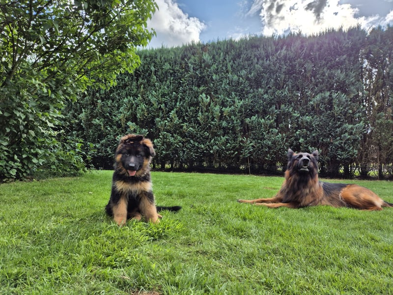 Deutscher Schäferhund Welpen Langstockhaar