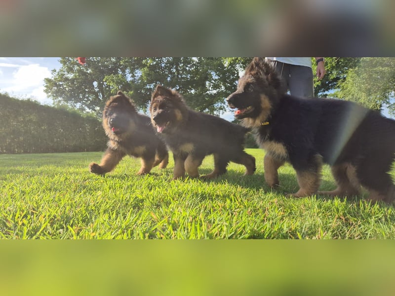 Deutscher Schäferhund Welpen Langstockhaar