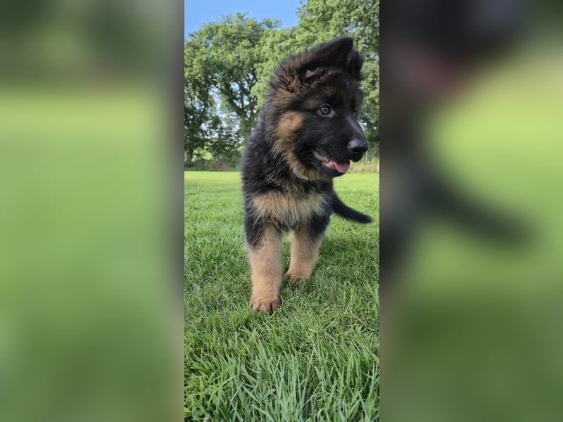 Deutscher Schäferhund Welpen Langstockhaar